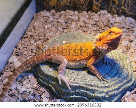 Rare species reptiles lizard frog in tanks Royalty-Free Stock Photo #2096316532