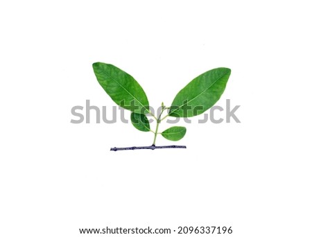 Sandalwood Small and Long Green Leaves With A Branch Isolated White Background