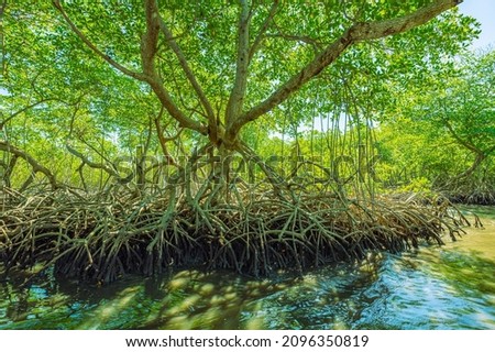 tropical mangrove forest on the caribbean coast in the Dominican republic