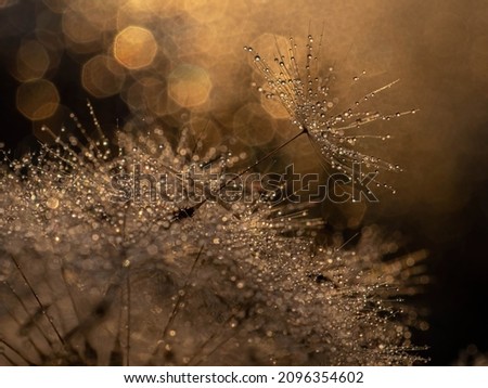 Golden natural background, texture. Dandelion with drops of water at sunset-macro. Photo picture