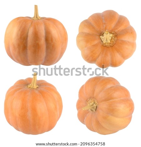 Collection fresh big pumpkins isolated on white background.