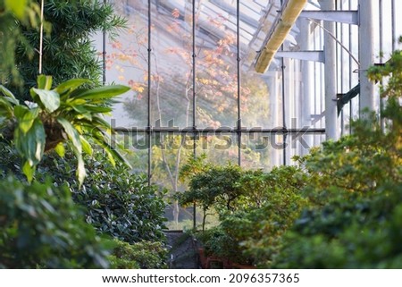 Deciduous plants growing in greenhouse covered with green foliage during autumn season outdoors. Exotic trees and bushes inside old orangery. Winter garden interior with potted flowers. Botany concept Royalty-Free Stock Photo #2096357365