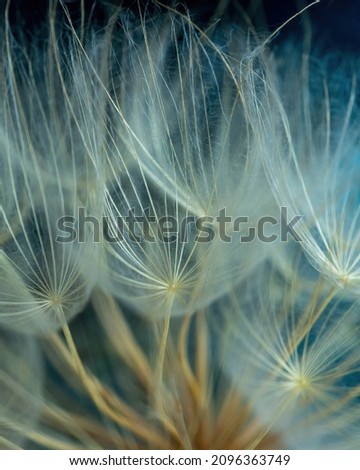 Close up dandelion seeds, macro. Natural background, texture.