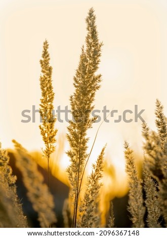Brown grass field during sunset photo. Shadow of plants with light in warm tone.