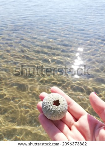 Close up photo of green sea urchin shell on hand on blurred sea background. Holiday and summer day concept. 