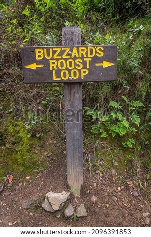 Buzzard Roost Trail in Pfeiffer Big Sur State Park, Big Sur, CA.