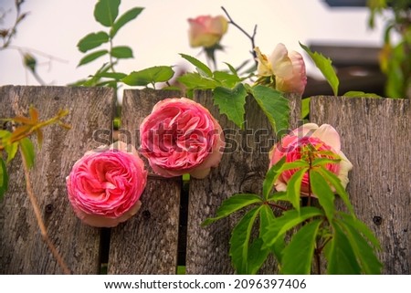 Garden fence with blooming roses and ivy. Romantinc pink rose flower in beautiful scenery of old wooden fence.