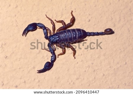  adult specimen of Italian scorpion, Euscorpius itlicus, Euscorpidae