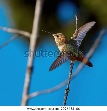 Allen's hummingbird of Southern California