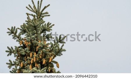 a Christmas tree with cones. space for printing text. background picture. there are a lot of cones on an evergreen tree.