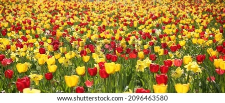Colourful tulips field, flower background 