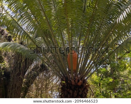Cycas pollen cone in development and still immature. The pollen cone is inside the spiral of sago palm leaves and has an orange color. Royalty-Free Stock Photo #2096466523