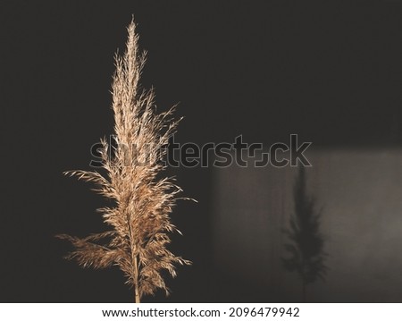 Dry common reed, on a black background. Coastal reed on a dark background with a silhouette on the wall