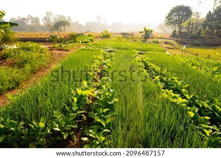 Organic vegetables in garden on morning background