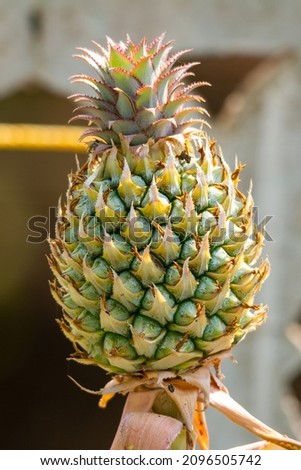 pineapple fruit with pineapple leaves