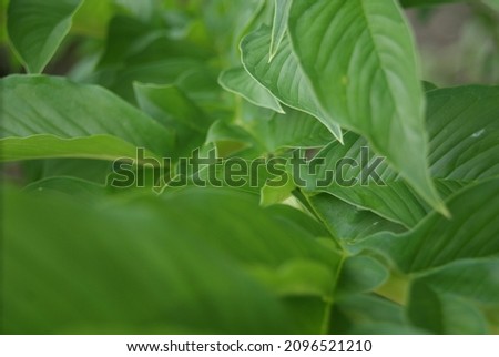 photo of porang leaves with light green color and unique leaf shape, the front of the image looks a little blurry