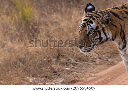 Too Close to Comfort - Tigress from Bandhavgarh National Park