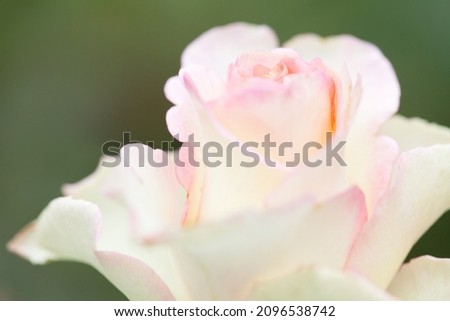 Selective focus photography champagne rose blur background