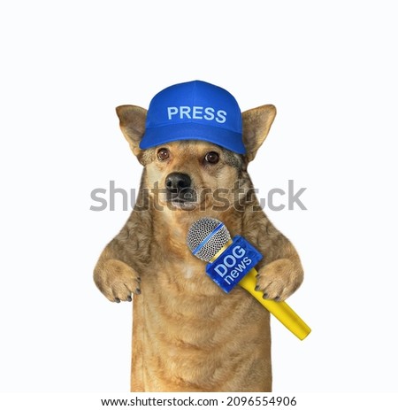 A beige dog journalist in a blue cap with a microphone. White background. Isolated.