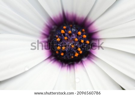 Selective focus close-up photography white Cape Daisy