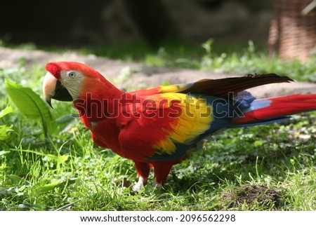 a colorful parrots in town
