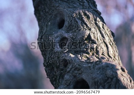 tree trunk with many holes