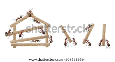 ants working team house macro