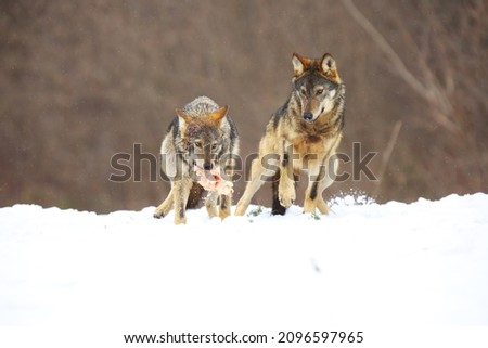 Two european wild wolfs (Canis lupus lupus) fighting for the prey in the snow. Snow around, brown background.
