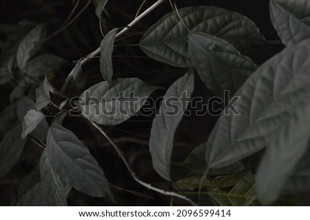 beautiful little green leaf background with high quality