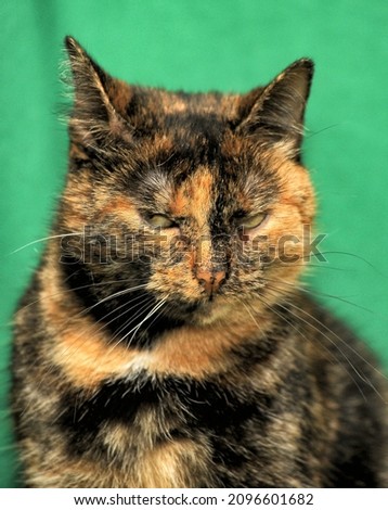 sad tortoiseshell cat close up photo