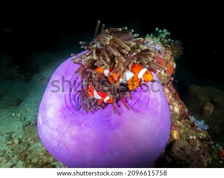 Common Clownfish (Amphiprion ocellaris) hiding in a purple anemone (Heteractis magnifica)  in Sogod Bay near Padre Burgos, Southern Leyte, Philippines.  Underwater photography and travel.