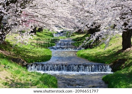 Japanese Springtime.The row of cherry trees along the Kannonjigawa River.Inawashiro,Fukushima,Japan.Late April. Royalty-Free Stock Photo #2096651797
