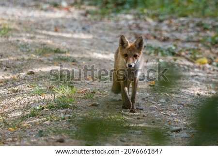 Red fox walking on forest road