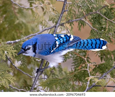 Blue Jay close-up perched on a cedar branch with a blur forest background in the forest environment and habitat surrounding displaying blue feather plumage wings. Picture. Portrait.