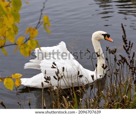 Swan Mute bird swimming with spread white wings with water background in its environment and habitat surrounding. Portrait. Picture.
