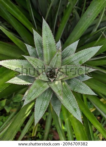 this pic show the pineapple fruit in the garden, it's a tropical fruit. plants, floral, vegetarian, Green