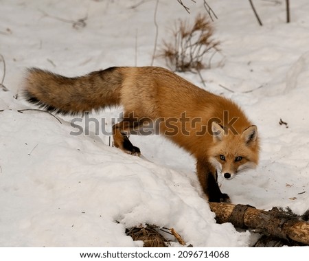 Red fox close-up profile side view in the winter season in its environment and habitat with blur snow background displaying bushy fox tail, fur. Fox Image. Picture. Portrait. Fox Stock Photo.