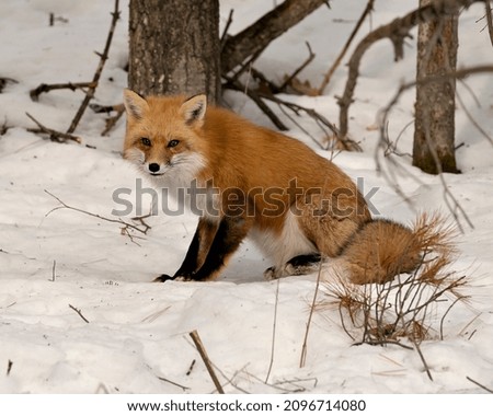 Red fox close-up profile side view sitting on snow  in its environment and habitat with blur forest background displaying bushy fox tail, fur. Fox Image. Picture. Portrait. Fox Stock Photo.
