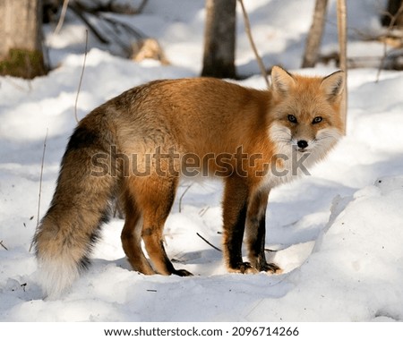 Red fox close-up looking at camera in the winter season in its environment and habitat with snow forest background displaying side view, bushy fox tail, fur. Fox Image. Picture. Portrait.