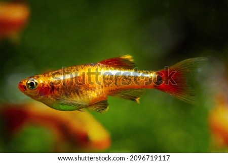 golden breed of white cloud mountain minnow, adult pregnant female of dwarf coldwater species, bright blurred healthy plants, Amano style design, balance of nature Royalty-Free Stock Photo #2096719117