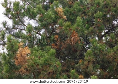 A green pine with a few orange brown needles. Pine cones are visible, hanging on the branches.