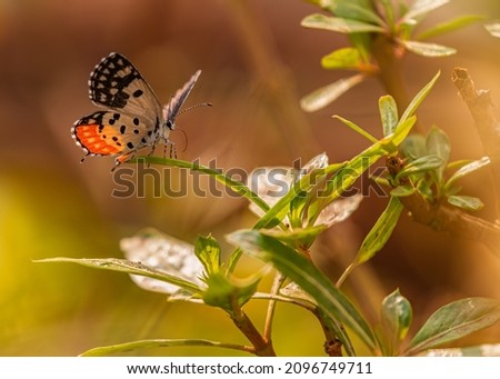 Red Pierrot Butterfly on a plant