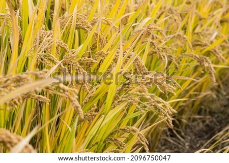 view of paddy field in Jiangsu China