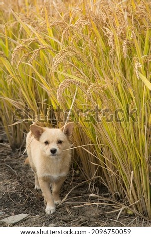 a dog stands by paddy of rices