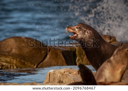 A PROFILE PHOTOGRAPH OF A SEALION ON TEH SHORE NEAR LA JOLLA CALIFORNIA WITH ITS MOUTH OPEN SHOWING CANINE TEEtH WITH A BLURRY BACKGROUND AND FOREGROUND