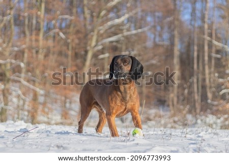 Distracted Bavarian Mountain Hound staring to the side as he is playing with a ball in the snow on a sunny winter day Royalty-Free Stock Photo #2096773993