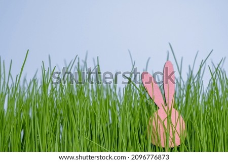 Pink hare ears in green grass sprouts on a blue background. Easter minimal concept.
