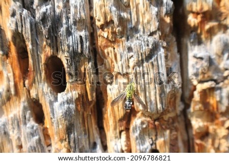 Wood Tree Close Up Background Pattern Texture Image