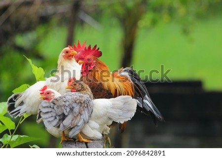 Many beautiful bantam chickens lay together. Royalty-Free Stock Photo #2096842891