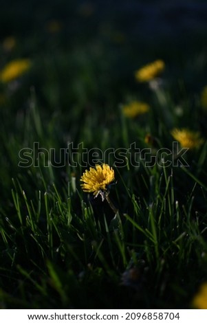 Dreamy dandelion picture in a lush green park